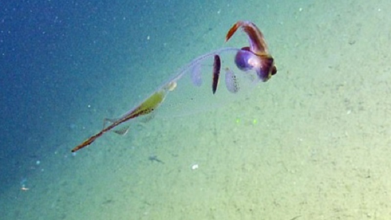 Amazing Cockatoo Squid