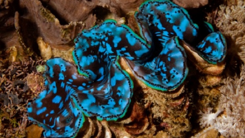 Giant Clams