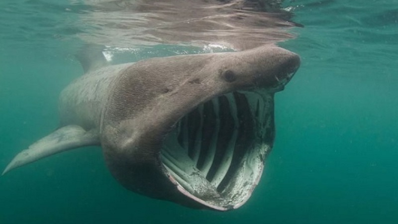 Basking Sharks