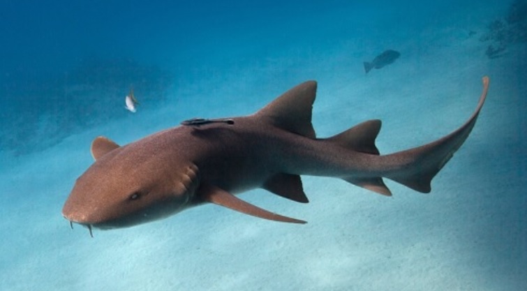 Nurse Sharks