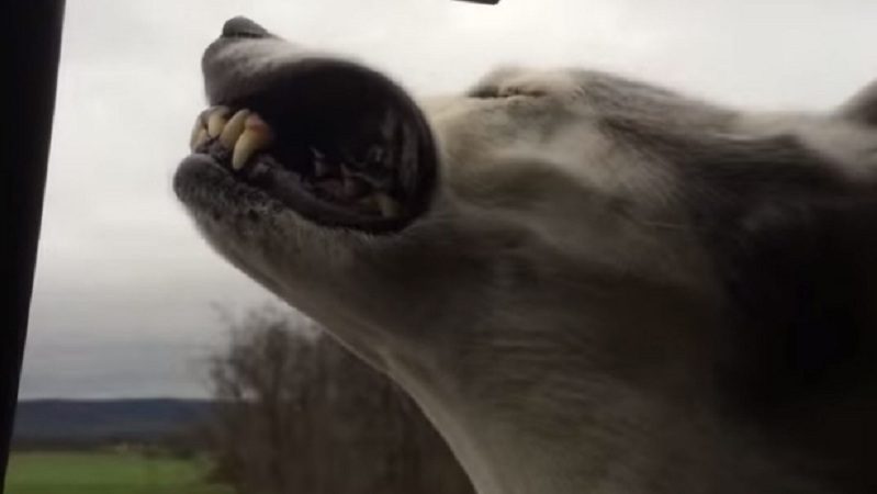 Husky hangs head