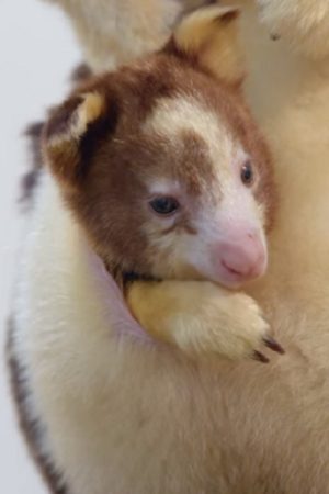 Rare-Tree-Kangaroo