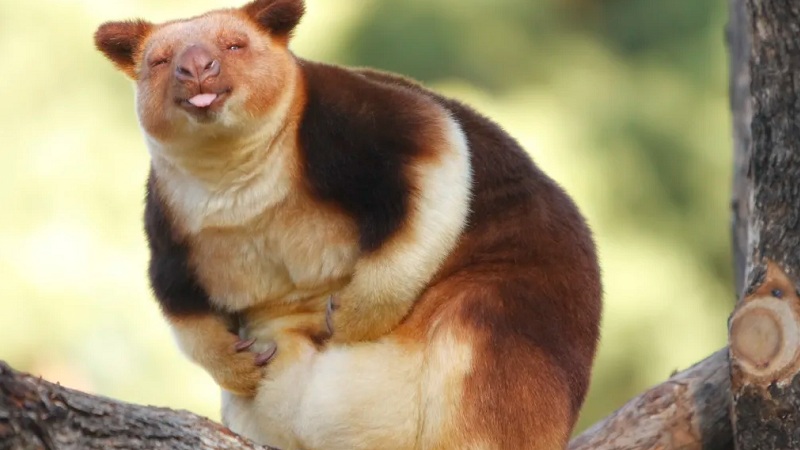 Rare Tree Kangaroo