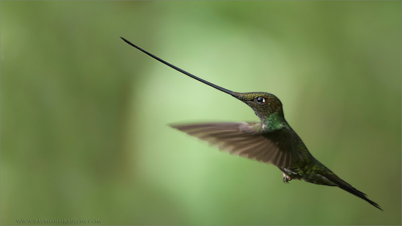 hummingbirds tongue