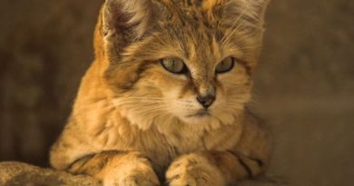 arabian desert cats