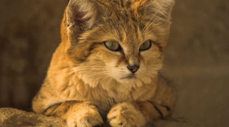 arabian desert cats