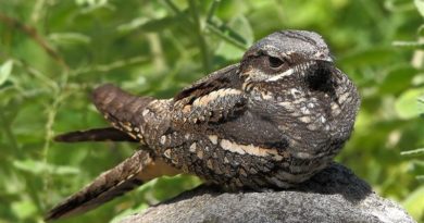 European Nightjar