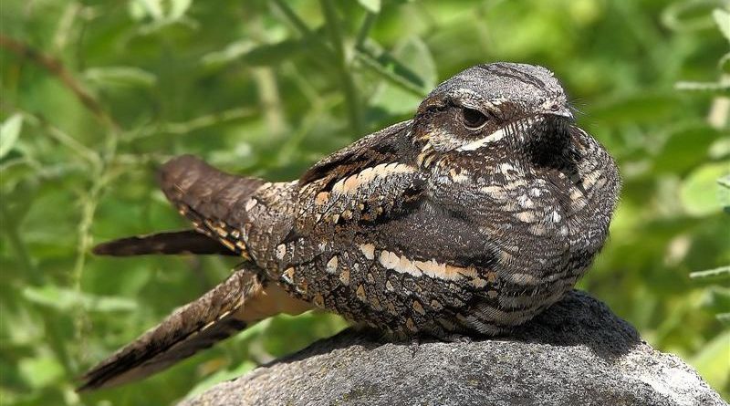 European Nightjar