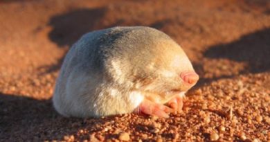 golden mole