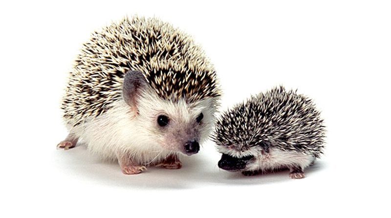 hedgehogs