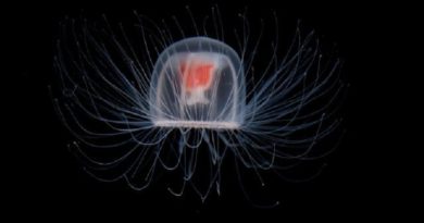 immortal jellyfish