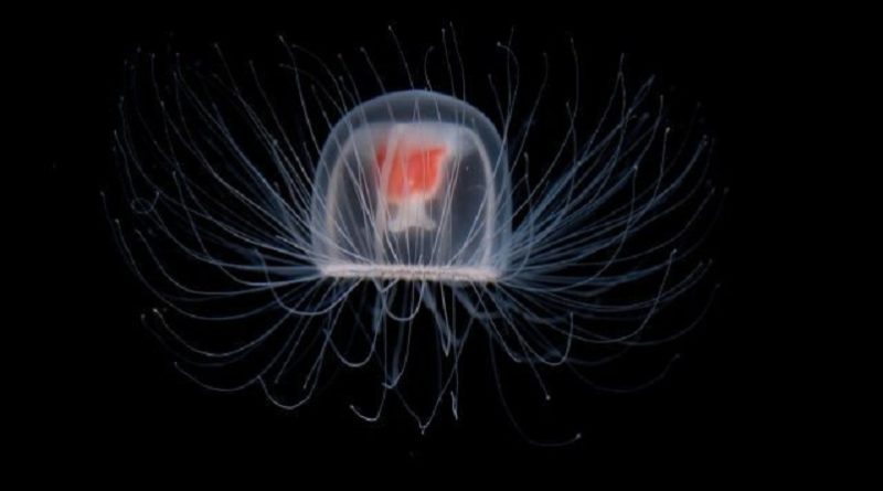 immortal jellyfish