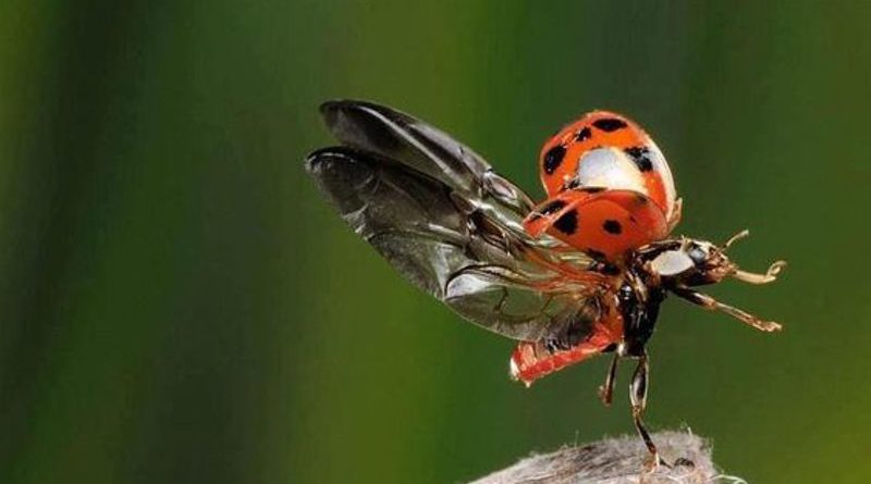 ladybirds