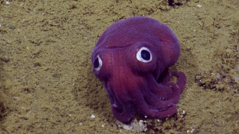 meet most sympathetic sea creature