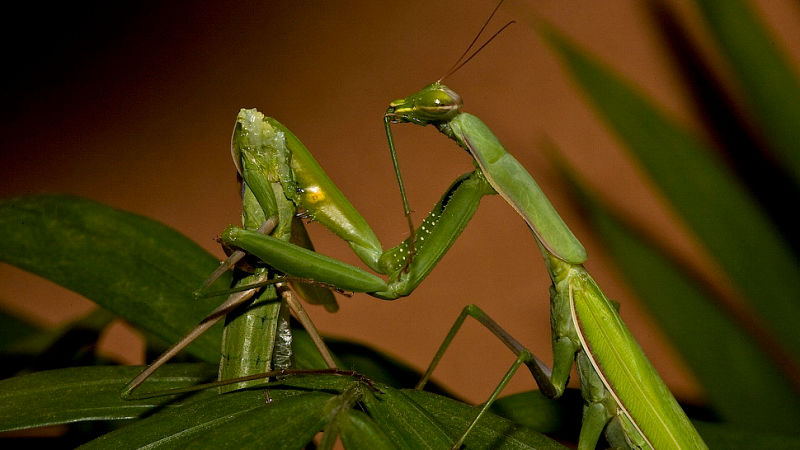 praying mantis prey mantis