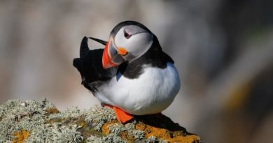 puffin