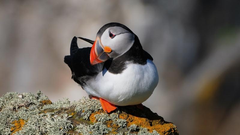 puffin