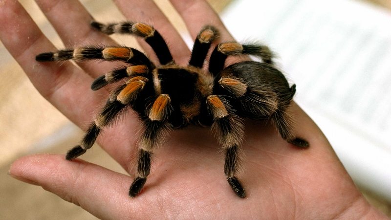 tarantulas