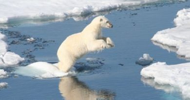 polar bears