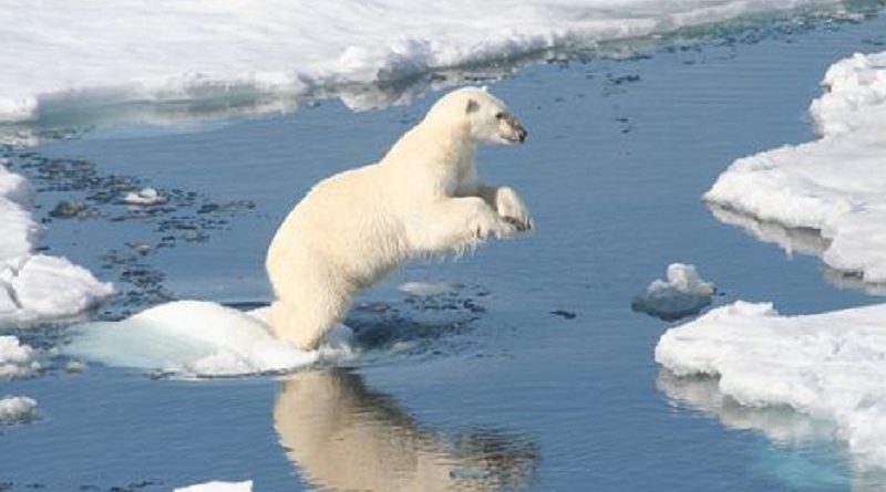 polar bears