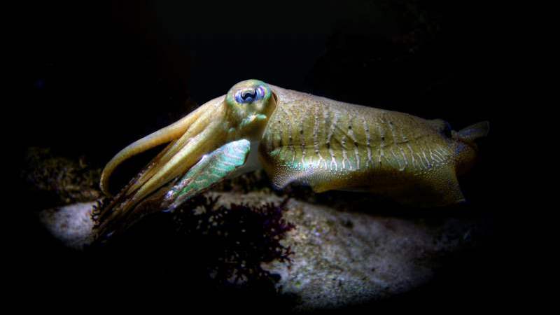 Interesting cuttlefish