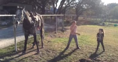 dancing horses