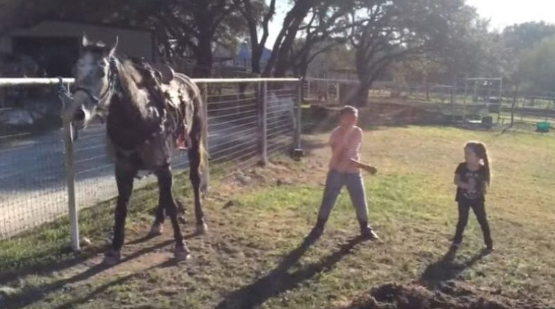 dancing horses