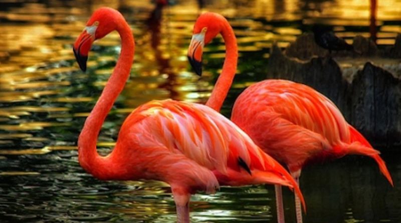 flamingos