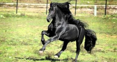 friesian stallion