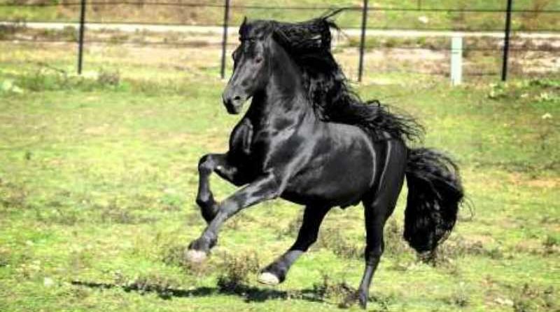 friesian stallion