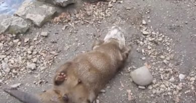 cute little beaver