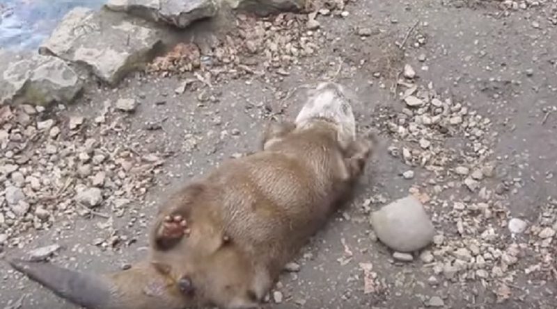 cute little beaver