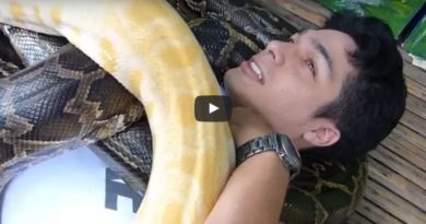 Snake Massage