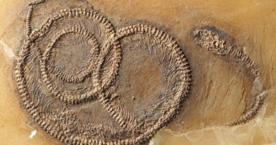 old fossil