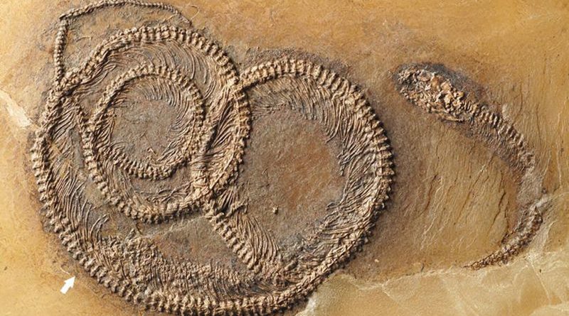 old fossil