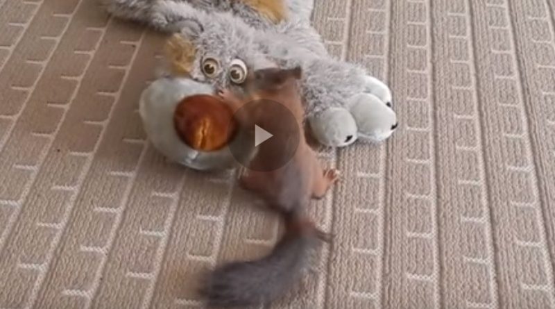 Adorable squirrel