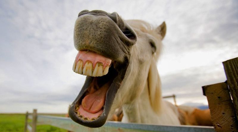 laughter day horse