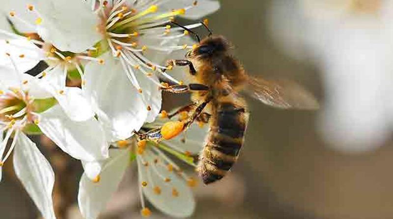 bees endangered