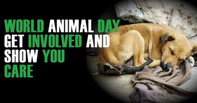 celebrate world animal day