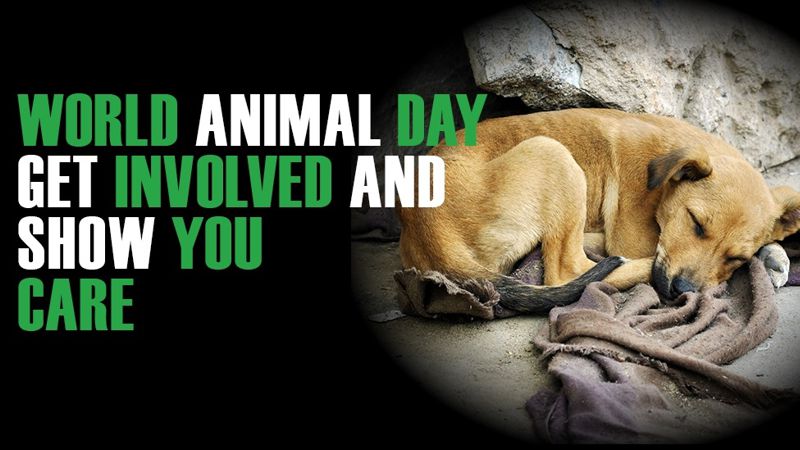 celebrate world animal day