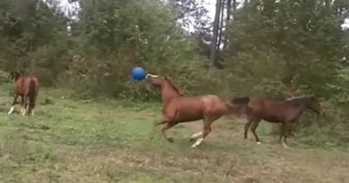 horses play ball