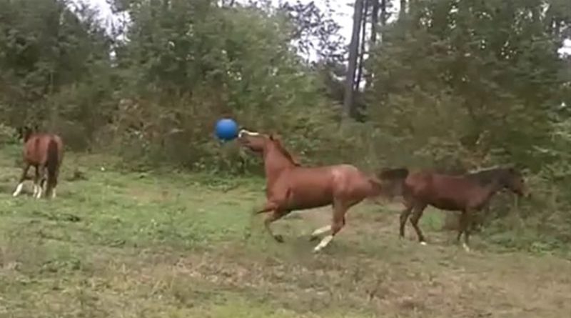 horses play ball