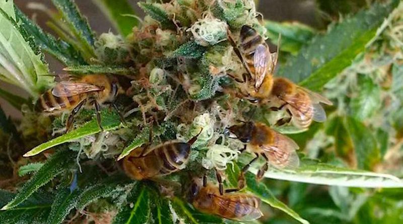 honey marijuana