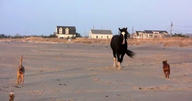 horse dogs beach