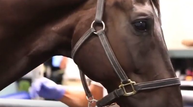 healing horses