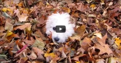 dogs autumn