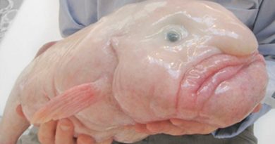 blobfish