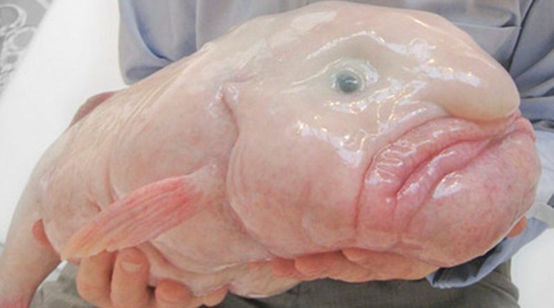 blobfish