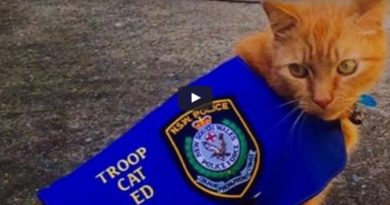 police cat