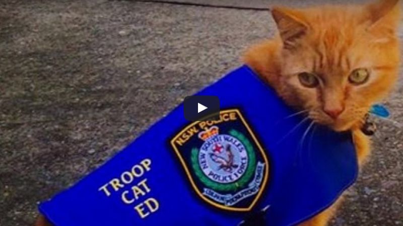 police cat